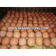 White/Brown Fresh Table Chicken Eggs