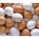 FARM FRESH WHITE EGGS / FRESH WHITE TABLE EGGS / CHICKEN EGGS