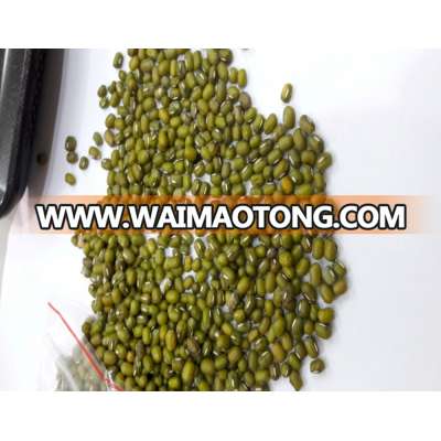 GREEN MUNG BEANS +84963818434 whatsapp