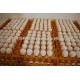 Chicken Eggs ( Brown and White)