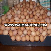 Fresh Brown Chicken Table Eggs