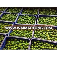 HIGH QUALITY SEEDLESS LIME- WHATSAPP: +841204590950