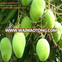 ORGANIC - FRESH MANGO from VIET NAM