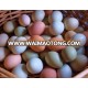 Fresh Brown Table Eggs Chicken Eggs In Bulk for sale