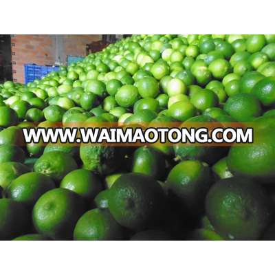 A Fresh Lemon Top, Lemon, Lime, Seedless Lemon - Gimex Viet Nam