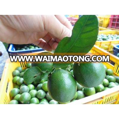 Green Seedless Lemon