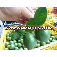 Green Seedless Lemon