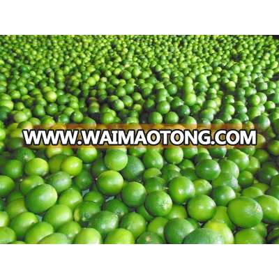 Fresh lime,Fresh green Lemon, Fresh seedless lime,