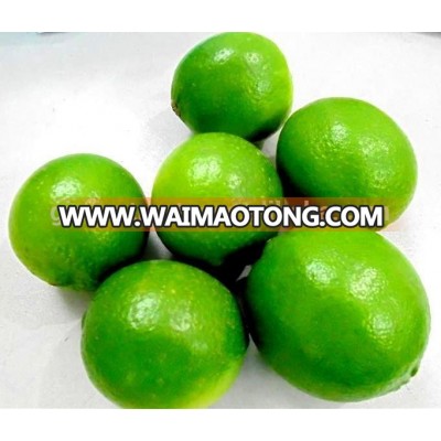 Fresh seedless lime 2016