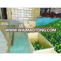 Provide Large Quantities of Seedless Lemon, Lemon, Lime - Gimex Viet Nam