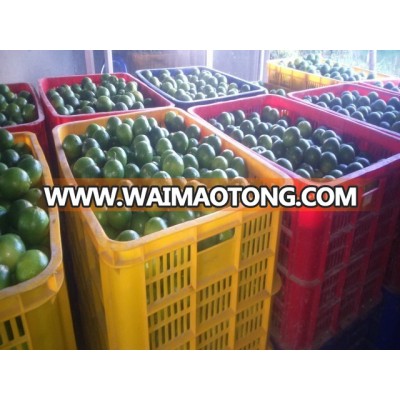 Lemon Viet Nam, High quality lime