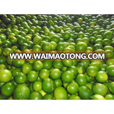 Seedless lemon good of Gimex Viet Nam