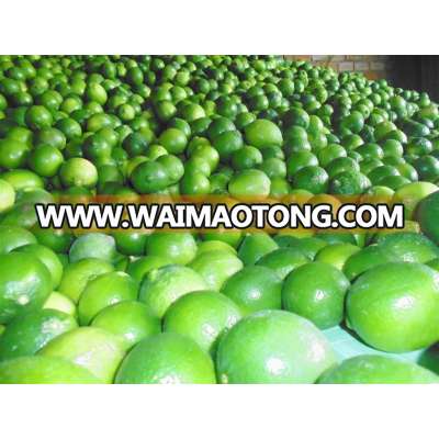 Best Seedless Lemons in Viet Nam - Gimex Viet Nam