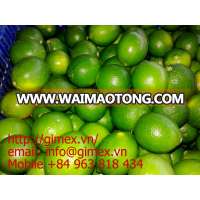 Fresh lime Gimex high quality of Viet Nam