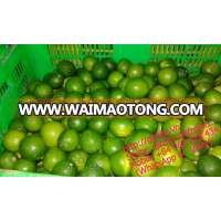 Viet Nam fresh lemon high quality