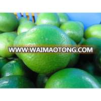 fresh green lemon