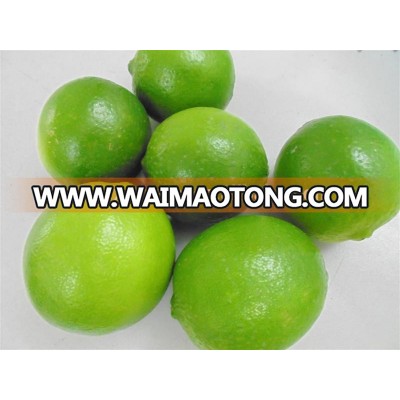 High Quality Fresh Lime 2016,