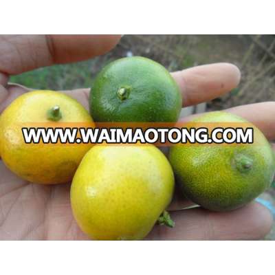 fresh Calamansi / whatsapp +84963818434