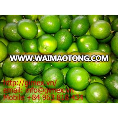 Vietnamese Fresh Seedless Lime