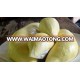 Frozen Durian , Durian meat , Durian frozen 100% natural from Thailand