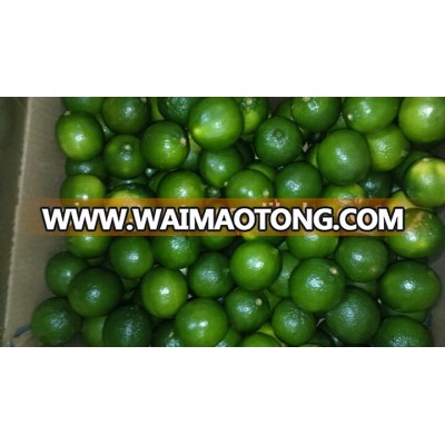 gimex viet nam fresh lime