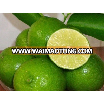 Best Lemon and Fresh lime in Vietnam