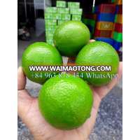 SEEDLESS LIME FROM VIET NAM +84963818434 whatsapp