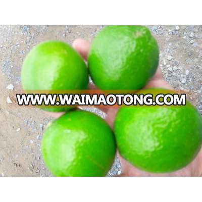 Fresh Lime to Middle East market