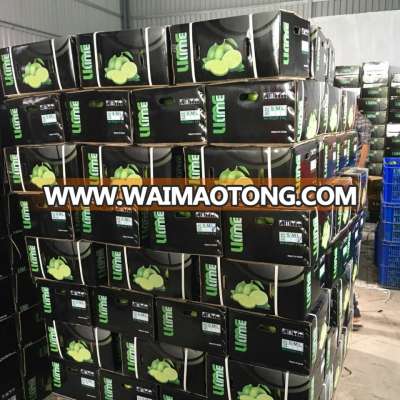 Viet nam fresh lime is cheap +84984418844 whatsapp