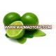 Fresh Lime/ Lemon for sell/ best seller from trusted supplier( Sky:Vivian48392)