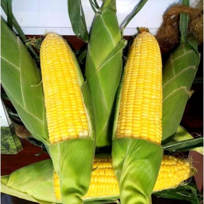 FRESH SWEET CORN + 84963818434 whatsapp