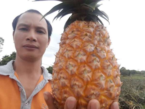 FRESH SWEET PINEAPPLE from viet nam