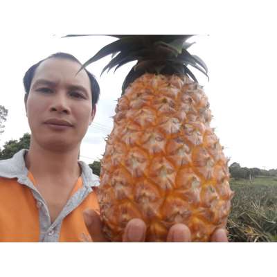 FRESH SWEET PINEAPPLE from viet nam