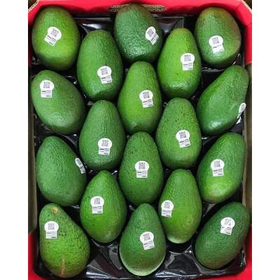 VIETNAM FRESH AVOCADO HIGH QUALITY +84984418844 whatsapp